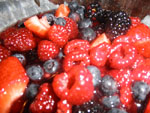 Thumbnail image for Summer Berries